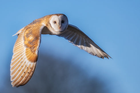 Gabriel the Barn Owl Art Canvas